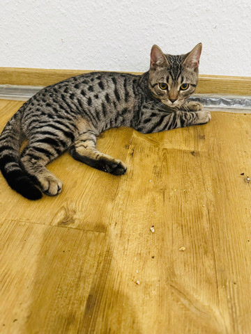 Bengal – Tiger Kater