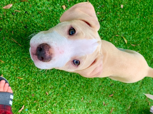 Catahoula Cur – 5 month old female puppy
