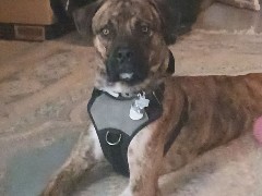 Boxer – Rehoming Boxer pit – Houston