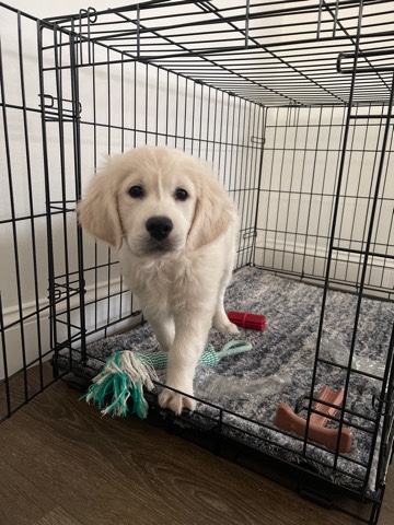 Golden Retriever – golden retriever