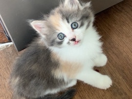 Female Kitten For Sale – London