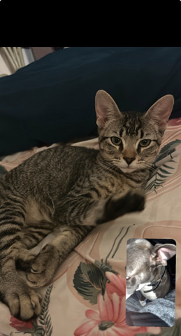 Toyger – Milo!! - male cat