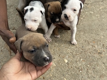American Pit Bull Terrier – gator mouth pits – Vicksburg