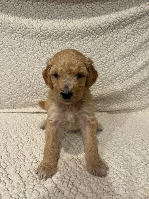 Goldendoodle Puppy for sale – Stromsburg