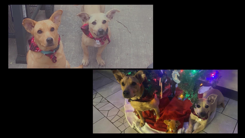Dachshund – Rehome Azalea & Zoey