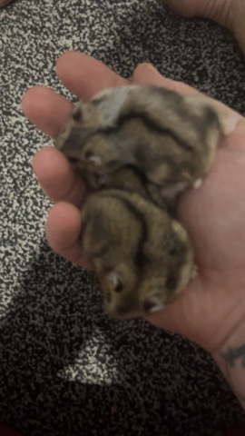 hamster