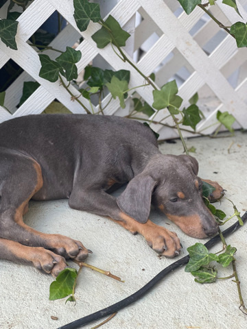 Doberman Pinscher – Doberman puppies