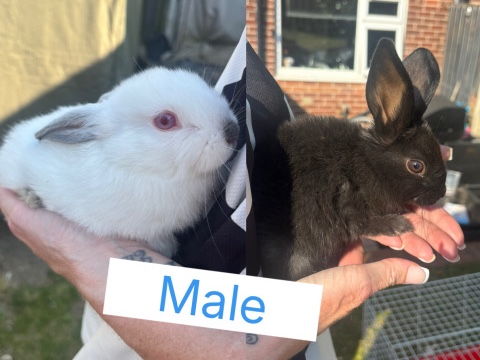 Lionhead – 4x lionlop baby bunnies – Rotherham