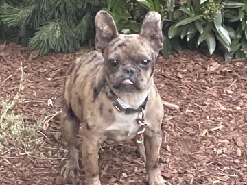French Bulldog - Adorable Pair of French Bulldogs – Perfect Pets available for adoption in Lakewood