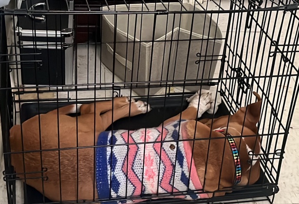 Beagle – Roxy