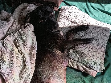 Mixed Breed – Dachshund and weenie dog mix – Los Angeles