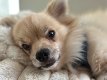 Mixed Breed – URGENT - home for Wolfie – Los Angeles