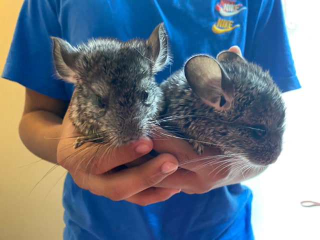 chinchilla – chinchillas