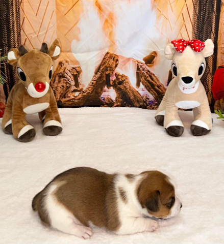 Jack Russell Terrier – NKC Jack Russell Puppy Looking for Forever Home