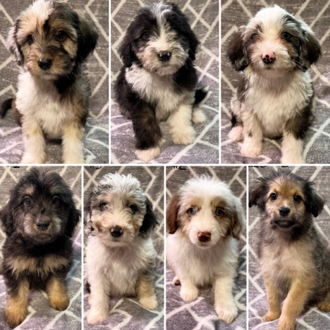 Aussiedoodle Puppies - Ready To Go!