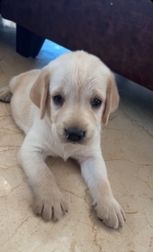 Labrador Retriever – Labrador female