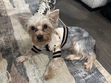 Yorkshire Terrier – Pedigree Yorkshire Terrier for Sale – 1 Year Old – Harper Woods