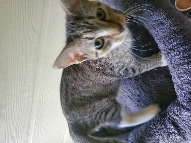Bombay – Urgent Rehoming kittens we can discuss more via text yes they are love bugs