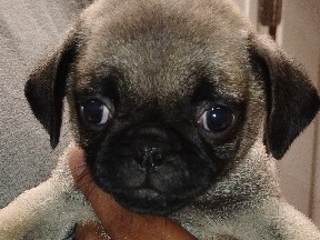 Pug puppies 