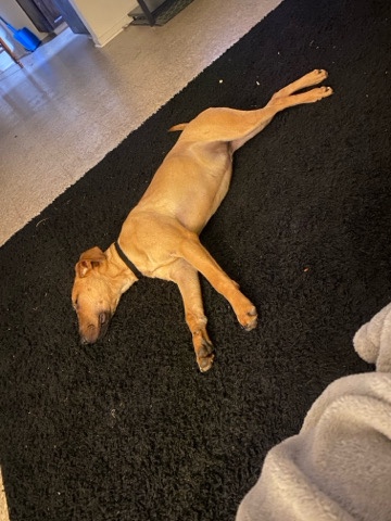 American Pit Bull Terrier – Terrier/Pit