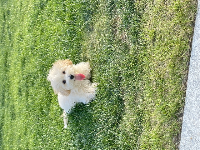 Very cute and lively dog looking for a new home