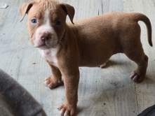 Olde English Bulldogge – old English bulldog puppies – Birmingham