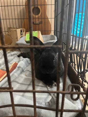 Indoor Bunny