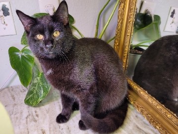 Bombay – black sweet and kind cat – Renton