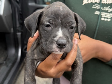 American Pit Bull Terrier – shadow 7 weeks old – Central Islip