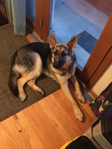 German Shepherd – German Shepherd