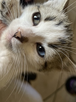 American Shorthair - two colored eyed available for adoption in Chandler