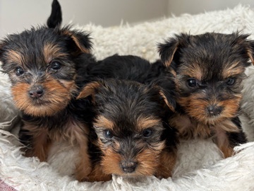 Yorkshire Terrier – Adorable Purebred Yorkie Puppies Ready for New Homes!
