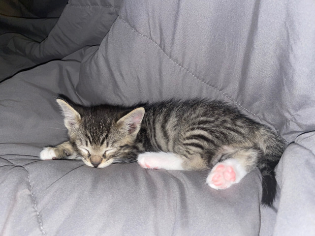 free baby kitten