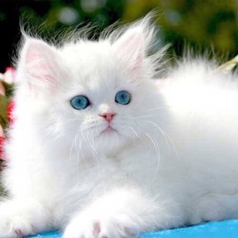 Persian (Modern) – white Persian modern cat for sale