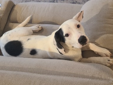 Free Terrier Dalmation Mix – Long Beach