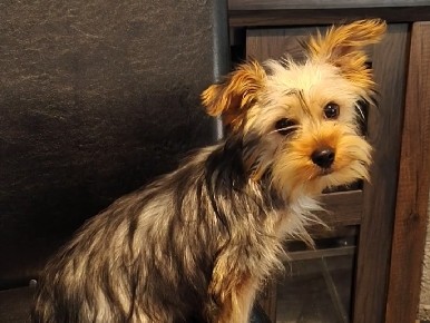 Yorkshire Terrier – Yorkshire Terrier-Blue – Reading