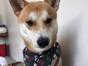 Shiba Inu - Yoshii!!!! available for adoption in San Diego
