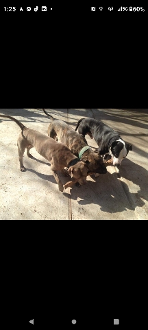 American Pit Bull Terrier – 4th generation pitbull pups
