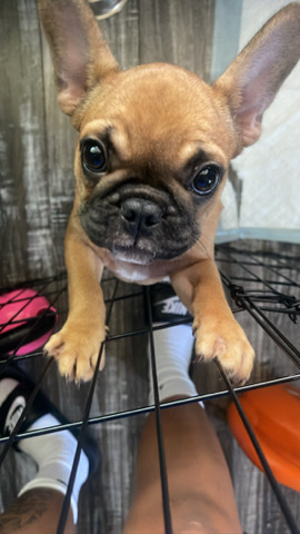 French Bulldog – Female puppy needs a home