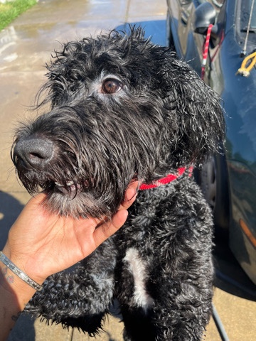Labradoodle