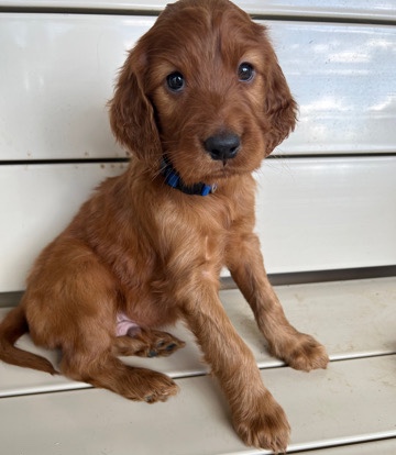 Irish Setter – Irish Setter AKC Litter Expected Soon