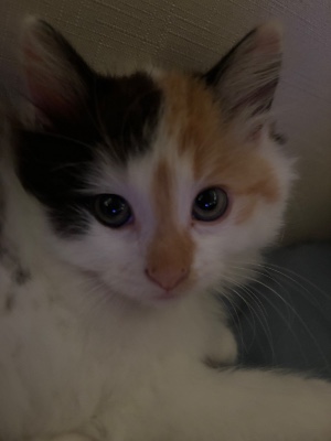 Minnie calico kitten – Lewiston