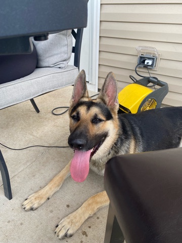 German Shepherd – great dog can’t keep him
