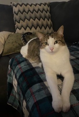 American Shorthair – Static needs a new home