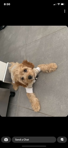 Toy Cavoodle Puppy