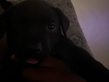 Labrador Retriever – Sweet 4-Month-Old Labrador Retriever Puppy in Bakersfield – Bakersfield