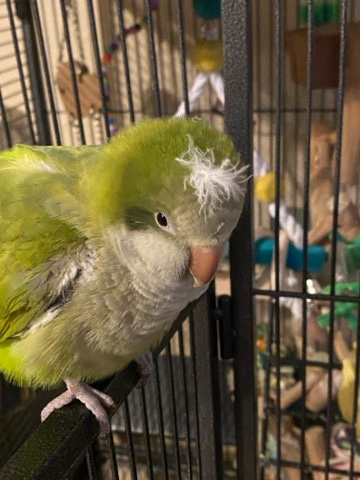Quaker Parrot – Quaker Parrot