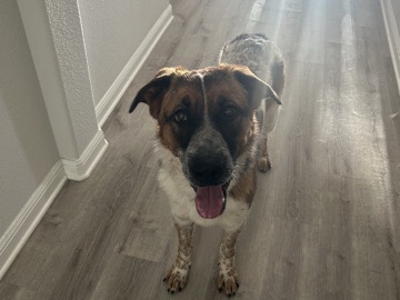 Australian Shepherd – mylo – Fort Worth