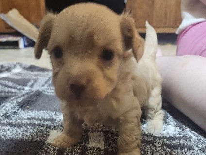 3 Chorkie Boys – Bloomington