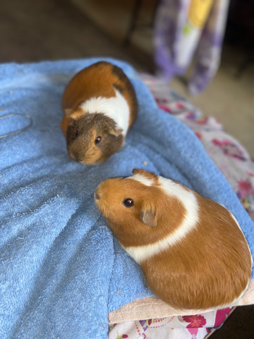 Any – Guinea pigs for sale .